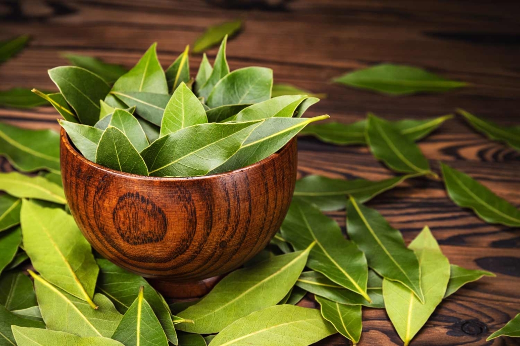 Tisana di alloro alla siciliana | Arance e Olio Evo di Ribera dal tuo albero siciliano Foglie di alloro biologiche fresche siciliane