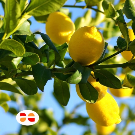 Limoni di Ribera - Qualità Premium | Arance e Olio Evo di Ribera dal tuo albero siciliano Albero di limoni di Ribera