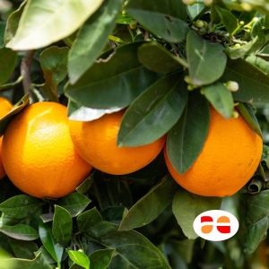 arance navel ribera dal tuo albero