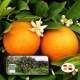 Arance Navel di Ribera dal tuo albero - Qualità Spremuta | Arance e Olio Evo di Ribera dal tuo albero siciliano Prenota arance dal tuo albero