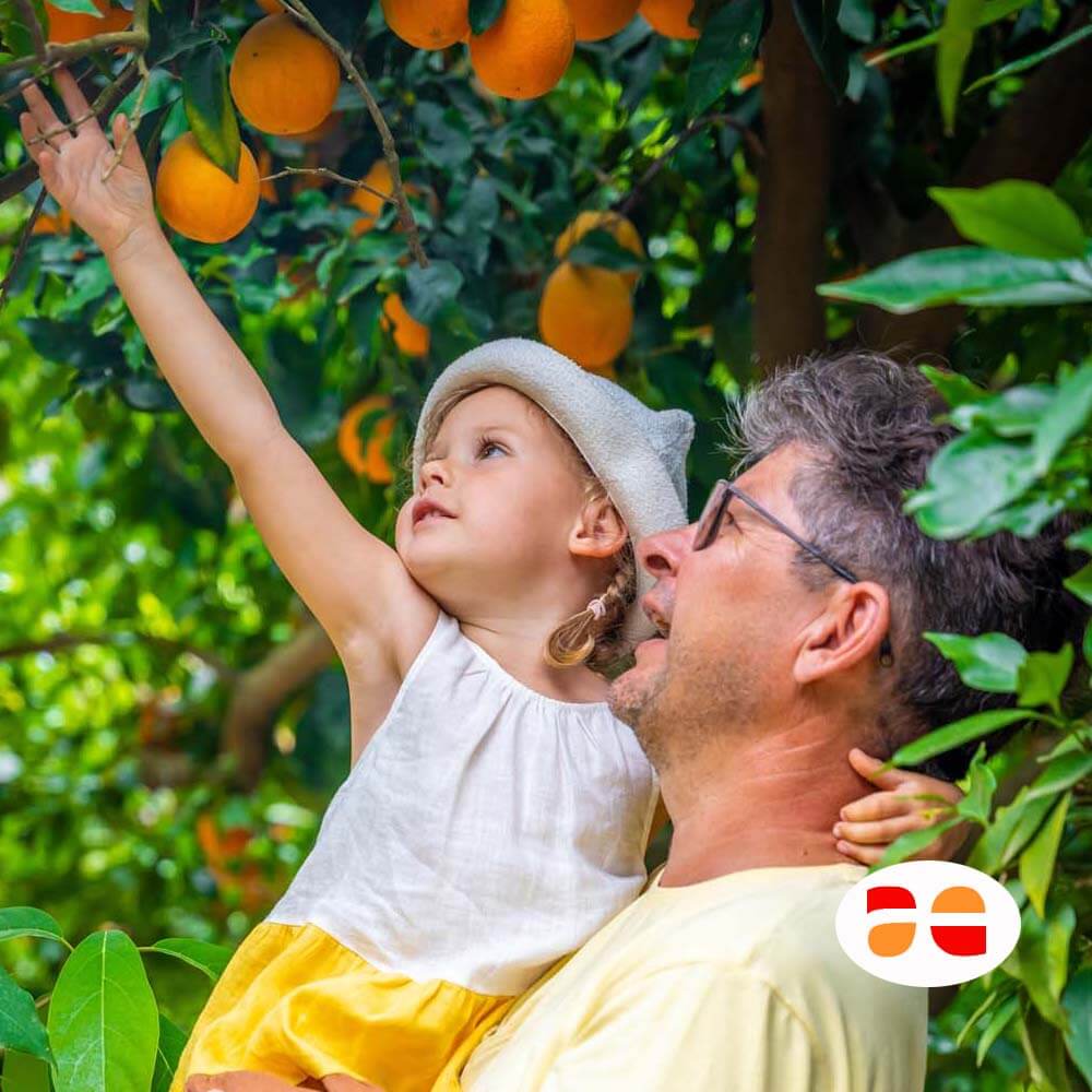 bambina raccoglie arance e nonno Arance e Olio Evo di Ribera dal tuo albero siciliano