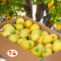 Limoni di Ribera - Qualità Premium | Arance e Olio Evo di Ribera dal tuo albero siciliano Box di limoni di Ribera