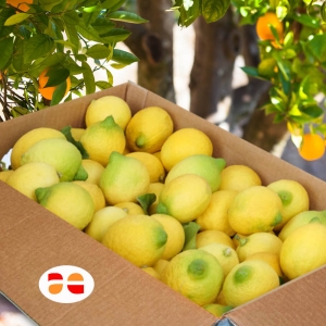 Box di limoni di Ribera