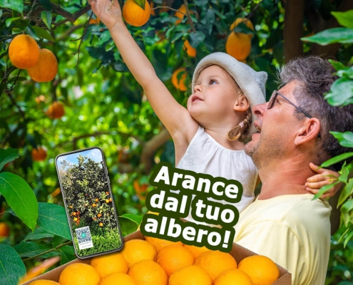 Bambina che raccoglie le arance con il nonno