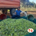 Olio Evo Siciliae dal tuo albero | Arance e Olio Evo di Ribera dal tuo albero siciliano raccolta olio siciliae con il nostro cane