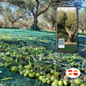 raccolta olio siciliae smartphone
