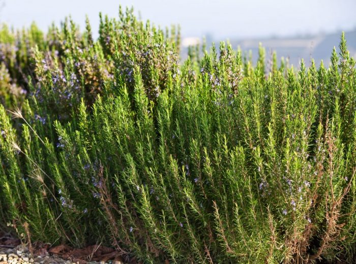 infuso al rosmarino preparato con Rosmarino selvatico siciliano