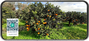 Arance e Olio Evo di Ribera dal tuo albero siciliano
