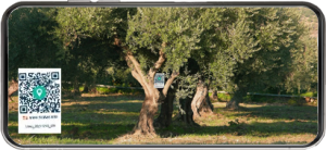 Arance e Olio Evo di Ribera dal tuo albero siciliano