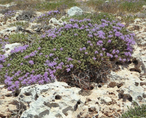 La tisana al timo: un alleato per le vie respiratorie e la digestione | Arance e Olio Evo di Ribera dal tuo albero siciliano timo spontaneo siciliano