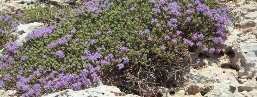 La tisana al timo: un alleato per le vie respiratorie e la digestione | Arance e Olio Evo di Ribera dal tuo albero siciliano timo spontaneo siciliano