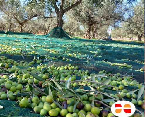 540 cultivar italiane per un olio evo ricco di sfumature