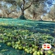 540 cultivar italiane per un olio evo ricco di sfumature