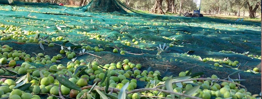 540 cultivar italiane per un olio evo ricco di sfumature