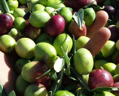 Come scegliere l'Olio extravergine di oliva