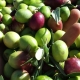 Come scegliere l'Olio extravergine di oliva: guida completa 2024 | Arance e Olio Evo di Ribera dal tuo albero siciliano Come scegliere l'Olio extravergine di oliva