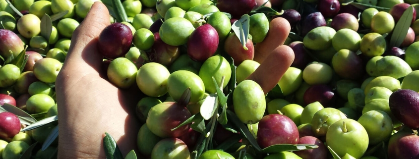 Come scegliere l'Olio extravergine di oliva