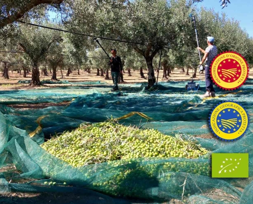 Olio extravergine di oliva DOP garanzia di eccellenza