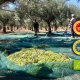 Olio extravergine di oliva DOP: garanzia di eccellenza | Arance e Olio Evo di Ribera dal tuo albero siciliano Olio extravergine di oliva DOP garanzia di eccellenza