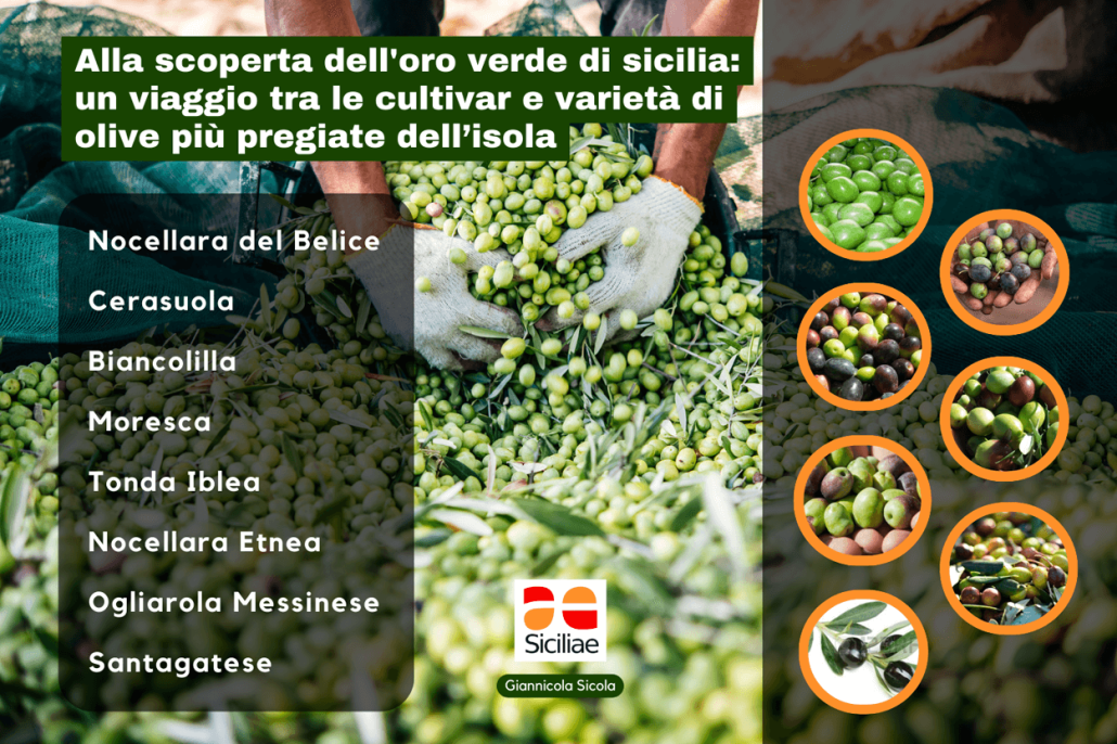 un viaggio tra le varietà di olive più pregiate della Sicilia