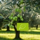 Guida sull'Olio Extravergine Bio
