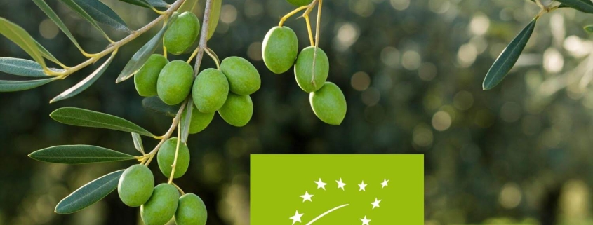 Guida sull'Olio Extravergine Bio e non trattato, proveniente da agricoltura tracciabile | Arance e Olio Evo di Ribera dal tuo albero siciliano Guida sull'Olio Extravergine Bio