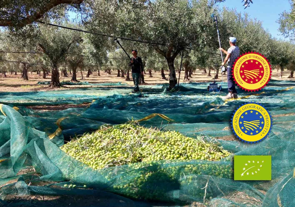 Guida sull'Olio Extravergine Bio e non trattato, proveniente da agricoltura tracciabile | Arance e Olio Evo di Ribera dal tuo albero siciliano Olio extravergine di oliva DOP garanzia di eccellenza