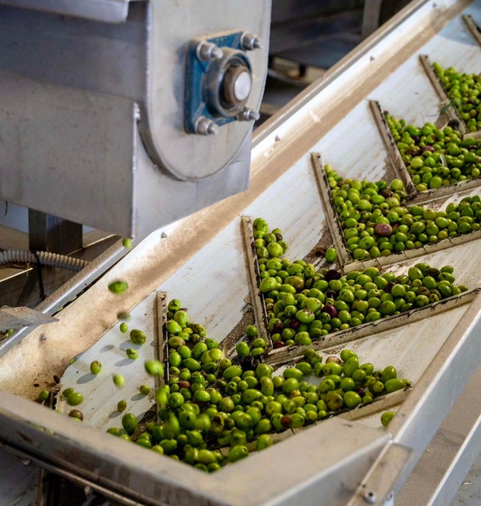 Quanto costa l’olio extravergine di oliva nel 2024?